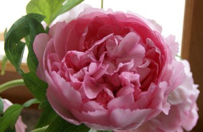 Rose Pivoine