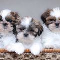 LISTE ELEVAGES ELEVEURS DE SHIH TZU 84 13 30 34 11 MARSEILLE AVIGNON NIMES MONTPELLIER BEZIERS NARBONNE NEWS.