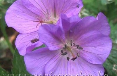 Geranium 'Natalie'