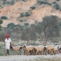 Scènes de vie en Inde le berger à la tombée du