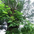 Catalpa, noisetier et bouleau ! sur un même arbre