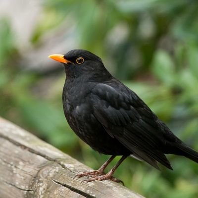 Echange Monochrome chez Caillou : Novembre 