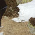 l'hermine dans les Pyrénées