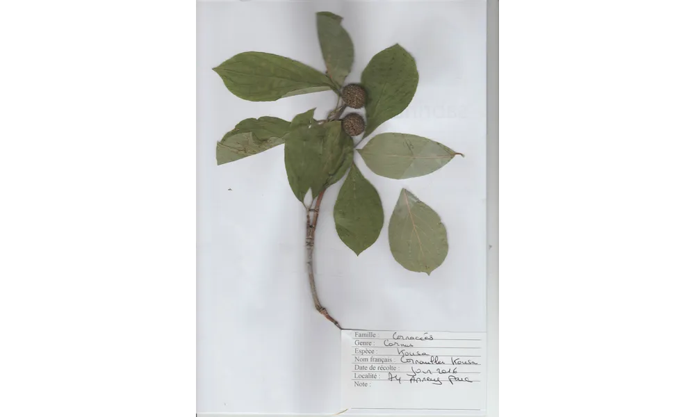 Herbier Cornus kousa - Cornouiller kousa