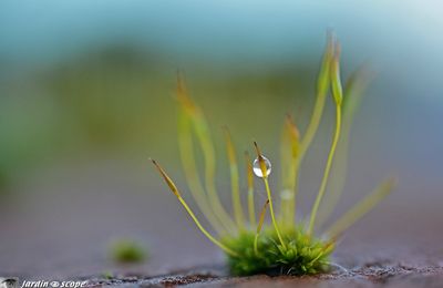 Une mousse coince sa bulle...!