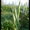 Me revoilà redescendue sur terre, enfin dans mon monde préféré, la forêt...