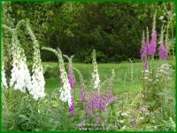 Les jardins d'Harlow Carr Yorkshire Angleterre 2/2
