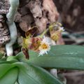 Gastrochilus bellinus