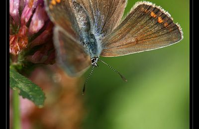 papillons