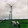 A Freiamt, en Allemagne, éoliennes et vaches à lait sont reines !