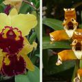 Orchidées : Cattleya et Maxillaria