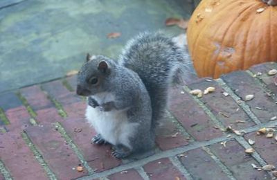 L'écureuil d'Halloween
