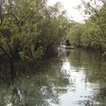 Kayak dans les mangroves
