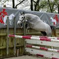 jeunes chevaux au Haras suite .