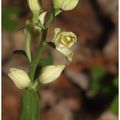 Céphalanthère pâle : Cephalanthera damasonium