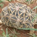 Quand les tortues font des maths