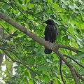 Maitre Corbeau sur un arbre perché