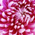 chrysantème