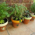 Herbes en pots