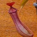 Nepenthes 'Rebecca soper'