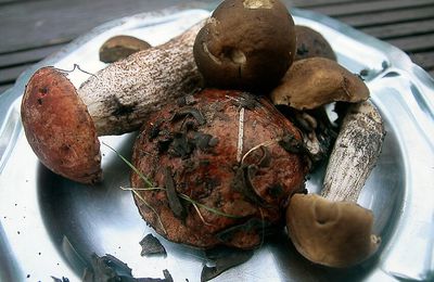 Champignons