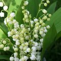 Jour du Muguet 