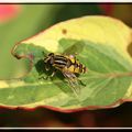 DIPTERA