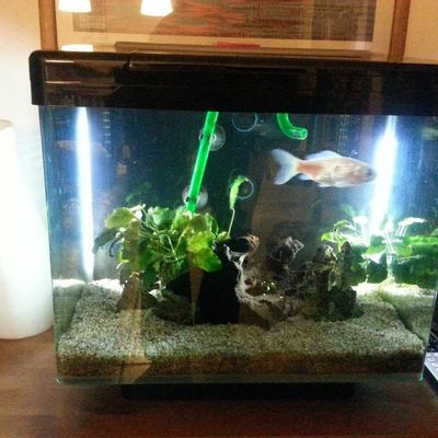 Eclairage LED aquarium