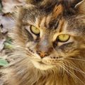 Djinny, Maine Coon