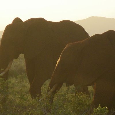 Tsavo East - le 24.02.2011