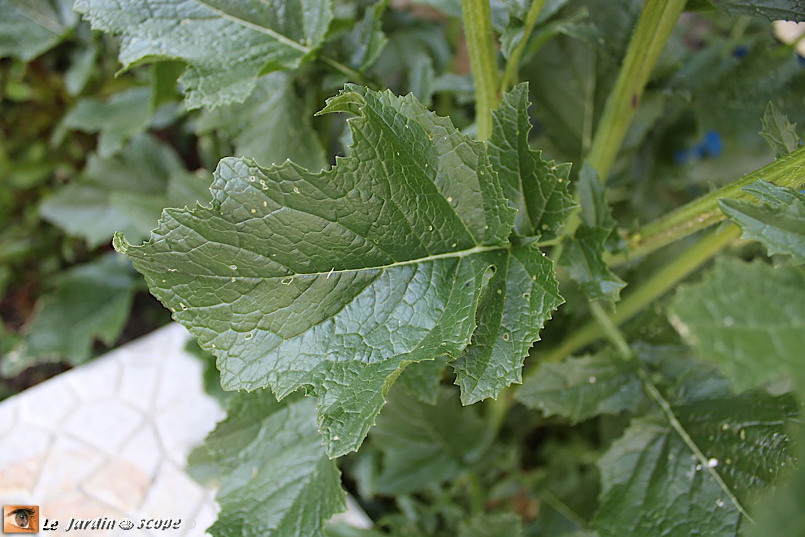 Moutarde des champs • Seneve sinapis arvensis