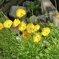 Pavot de Alpes rhétiques (Papavéracées)