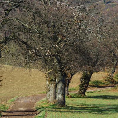 Suivre le fil des idées