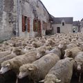 Transhumance mon amour #2