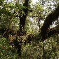 Randonnée dans le parc national Vicente Pérez Rosales