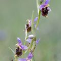 A la découverte des orchidées de la Drôme : l'Ophrys de la Drôme & l'Ophrys fausse bécasse