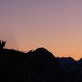 Une matinée avec les chamois