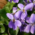 Qui a dit que le PRINTEMPS n'était pas là ?