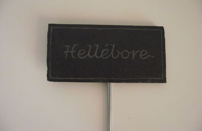 Hellébore