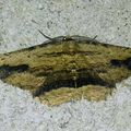 La Boarmie pétrifiée (Menophra abruptaria)