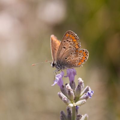 Promenade estivale (Azuré sur fleurs de lavande, Fadet commun, fourmi sur fleur de mauve, Piéride)