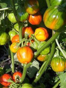 Surprises de la nature