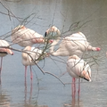 Flamants roses en Camargue