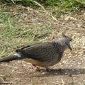 Tourterelle tigrine  Streptopelia chinensis  