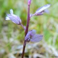 Polygala vulgaris L., 1753