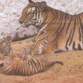 Biodiversité : une tigresse d'Indochine met bas 4 bébés 