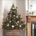 Le Sapin Étoilé d'Aurore