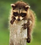 Les Feutres du Raton Laveur