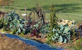 GRIFFONNADE 367 : Permaculture