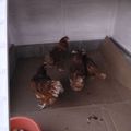 LES POULES ET LE POULAILLER